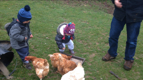 Feeding the chickens